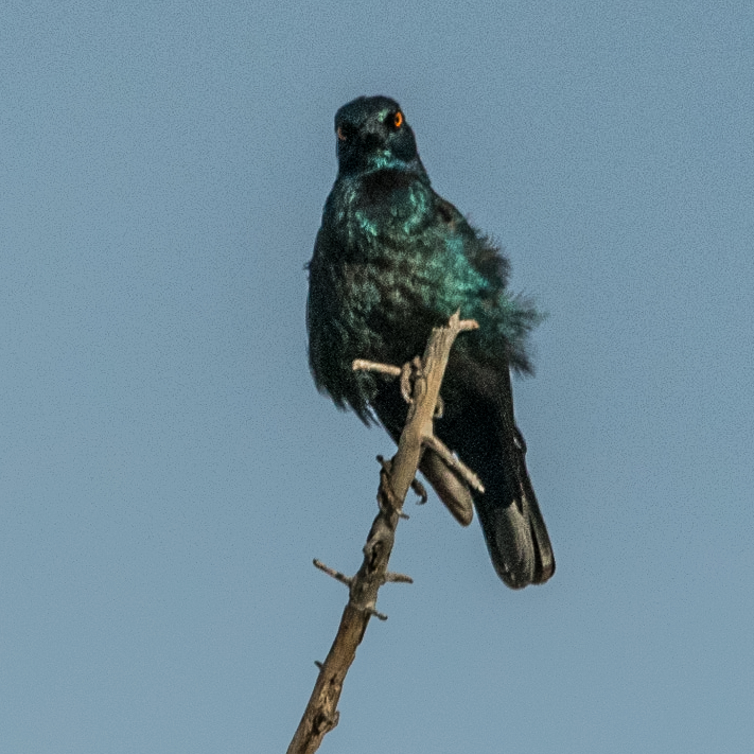 Choucador à épaulettes rouges  (Cape glossy starling, Lamprotornis nitens) apparemment de mauvaise humeur! Namutoni, Etosha, Namibie.